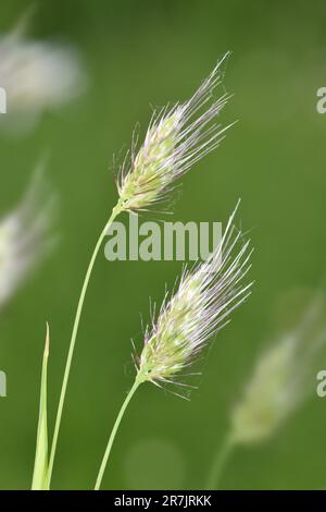 Queue de chien rugueuse - Cynosurus echinatus Banque D'Images