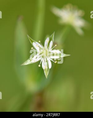 Bog Stitchwort - Stellaria alsine Banque D'Images