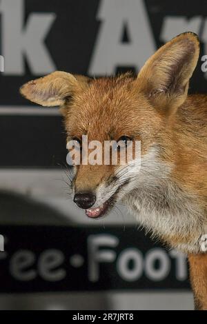 Renard urbain à Swansea Banque D'Images