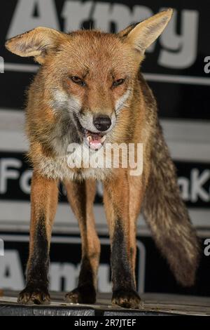 Renard urbain à Swansea Banque D'Images