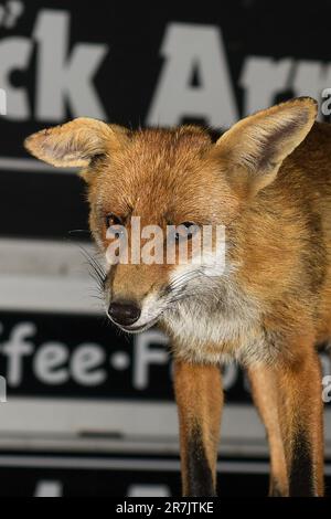 Renard urbain à Swansea Banque D'Images
