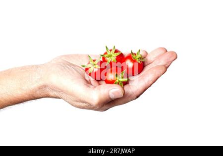 Les mains des hommes récoltent des tomates biologiques fraîches dans le jardin à la maison, isolé sur fond blanc. Fermier cueillant des tomates Banque D'Images