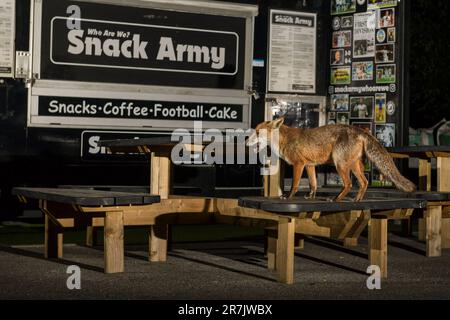 Renard urbain à Swansea Banque D'Images