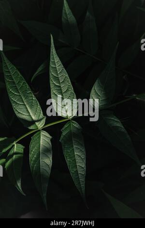 Gros plan de feuilles vertes luxuriantes d'un Ailanthus altissima (arbre du ciel, ailanthus, palmier de ghetto, sumac de sticlage, arbre de vernis, Ou arbre de chouchun chinois Banque D'Images