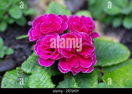 Fleur de fleur de premrose pourpre avec gouttes d'eau macro photographie. Jardin primula plante à fleurs avec des gouttes de pluie sur un pétales violet photo en gros plan Banque D'Images