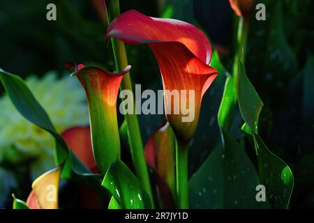 Nénuphars lumineux en forme de trompette avec fleurs orange, jaune et rouge sur fond sombre. Banque D'Images