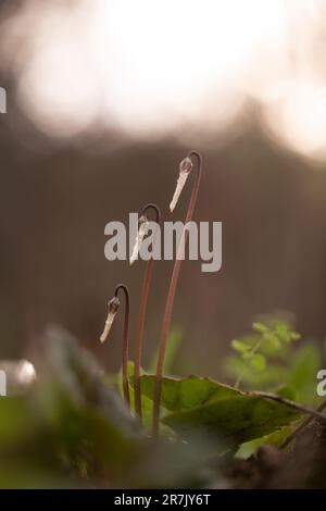 Bourgeons d'un Violets persan (Cyclamen persicum). بخور مريم فارسي photographié en Israël en février Banque D'Images