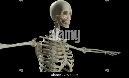 Anatomie du squelette masculin humain. médical précis, fond noir, rendu 3d. Banque D'Images