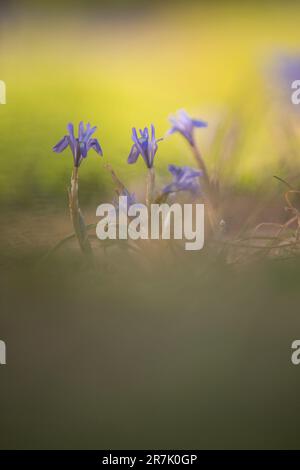 Iris bleu ou noix de Barbarie, (syn. De Moraea sisyrinchium. Gynandriris sisyrinchium) a photographié en Israël en mars un iris nain, du genre Moraea, nativ Banque D'Images