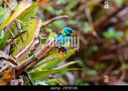 Tanager coloré à tête verte perché sur une feuille sur un fond naturel défoqué, Serra da Mantiqueira, Forêt atlantique, Itatiaia, Brésil Banque D'Images