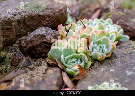 Un gros plan de succulents couverts de rosée entre les roches Banque D'Images