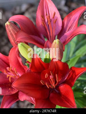 Un groupe de lys asiatiques rouge profond avec leurs ampoules non ouvertes, croissant ensemble sur une tige, fait un beau bouquet naturel. Lilium Banque D'Images