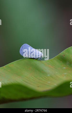 Photo macro de la Leafhopper bleue perchée au-dessus d'une feuille Banque D'Images