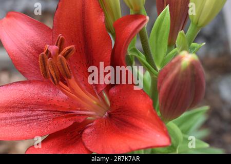 Une fleur de nénuphars asiatiques rouge profond avec un groupe de bulbes non ouverts, croissant ensemble sur une tige, fait un beau bouquet naturel. Lilium Banque D'Images