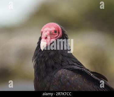 Turkey Vulture (Cathartes aura) Portraits détaillés à la plage Banque D'Images