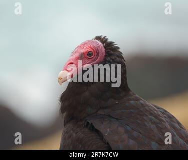 Turkey Vulture (Cathartes aura) Portraits détaillés à la plage Banque D'Images