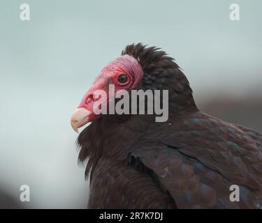 Turkey Vulture (Cathartes aura) Portraits détaillés à la plage Banque D'Images