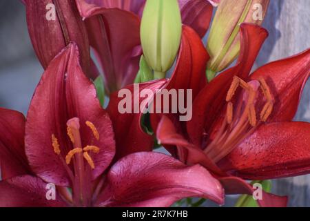 Un groupe de lys asiatiques rouge profond avec leurs ampoules non ouvertes, croissant ensemble sur une tige, fait un beau bouquet naturel. Lilium Banque D'Images