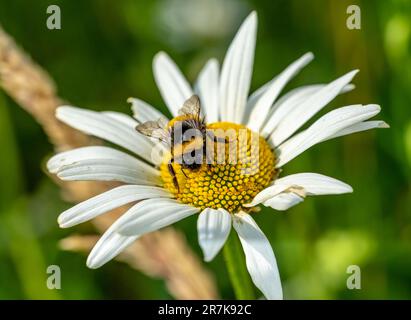 bumblebee sur daisy macro-shot Banque D'Images