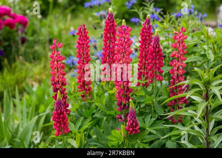 Fleurs rouges de lupin grand feuilles Banque D'Images