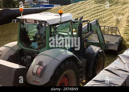 Pelle hydraulique de tracteur formant un tas de maïs fourrager haché Banque D'Images
