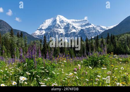 Vue à angle bas de diverses fleurs sauvages comme le lupin pourpre (Lupinus polyphyllus) dans le pré avec en arrière-plan neigé Mont Robson contre un bl clair Banque D'Images