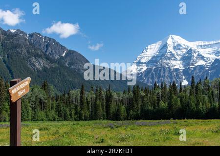 Vue à angle bas de la prairie avec des fleurs sauvages comme le lupin pourpre avec en arrière-plan le Mont Robson enneigé - signe indiqué - contre un ciel bleu clair en M Banque D'Images