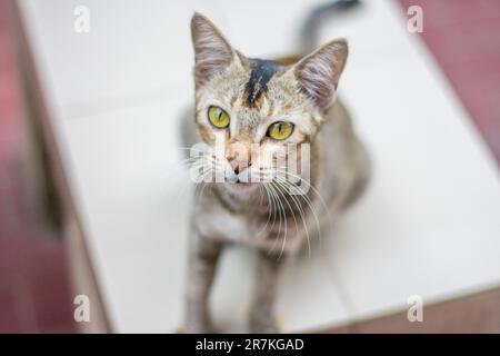 Photo en gros plan d'un chat aux yeux étincelants. Chat avec de beaux yeux Banque D'Images