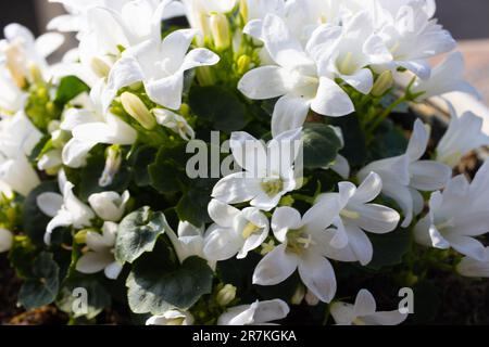 Belles fleurs de jasmin délicates par temps ensoleillé Banque D'Images