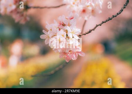 Une branche de belle fleur de cerisier fleurit devant un arrière-plan flou de tulipe jaune Banque D'Images