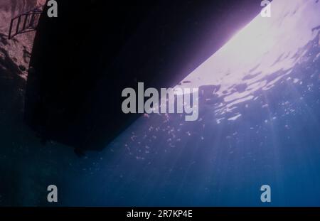 Méduse de Stinger mauve (Pelagia noctiluca) au soleil près de la coque d'un bateau à Comino, Malte Banque D'Images