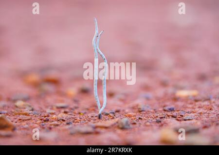 Xylaria hypoxylon communément appelé champignon de bâton de bougie ou champignon de corne de cerf sur le sol humide, appartenant à la famille des xylariaceae Banque D'Images