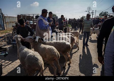 Gaza, Palestine. 16th juin 2023. (INT) préparatifs palestiniens pour Eid al-Adha. 16 juin 2023, Gaza, Palestine: Les Palestiniens de la bande de Gaza se dirigent vers le marché du bétail de Shujaiya, à l'est de la bande de Gaza, pour acheter des animaux sacrificiels, en célébration de l'avènement d'Eid al-Adha, après la fin de la saison du Hajj. (Credit image: © Saher Elghorra/TheNEWS2 via ZUMA Press Wire) USAGE ÉDITORIAL SEULEMENT! Non destiné À un usage commercial ! Banque D'Images