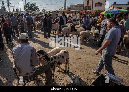 Gaza, Palestine. 16th juin 2023. (INT) préparatifs palestiniens pour Eid al-Adha. 16 juin 2023, Gaza, Palestine: Les Palestiniens de la bande de Gaza se dirigent vers le marché du bétail de Shujaiya, à l'est de la bande de Gaza, pour acheter des animaux sacrificiels, en célébration de l'avènement d'Eid al-Adha, après la fin de la saison du Hajj. (Credit image: © Saher Elghorra/TheNEWS2 via ZUMA Press Wire) USAGE ÉDITORIAL SEULEMENT! Non destiné À un usage commercial ! Banque D'Images