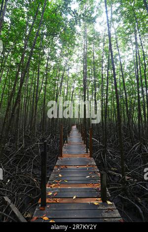 l'ancienne passerelle en bois dans la forêt de mangroves Banque D'Images