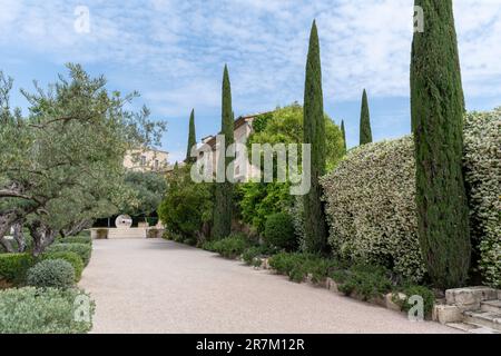 Pittoresque château provençal cyprès et allée d'oliviers en été. Banque D'Images