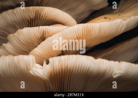 Un gros plan de haute qualité de champignons Oyster qui poussent ensemble sur un fond naturel Banque D'Images