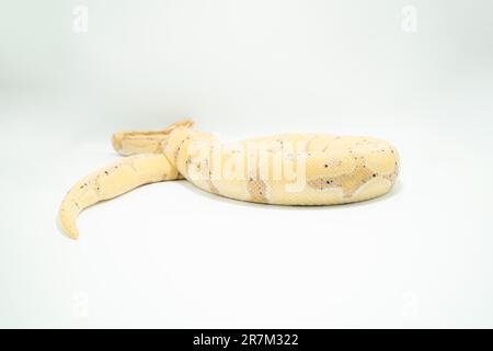 Un Banana ball Python de couleur claire s'enroule sur une surface blanche, avec ses taches jaunes et noires visibles Banque D'Images