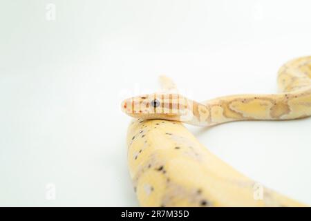 Un Banana ball Python de couleur claire s'enroule sur une surface blanche, avec ses taches jaunes et noires visibles Banque D'Images