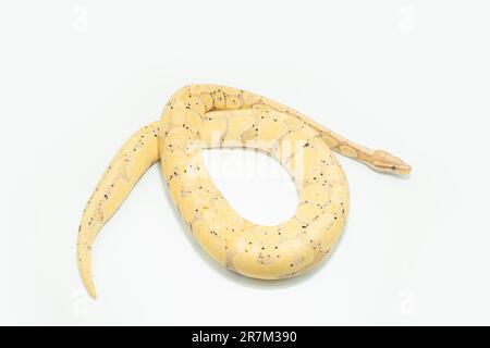 Un Banana ball Python de couleur claire s'enroule sur une surface blanche, avec ses taches jaunes et noires visibles Banque D'Images