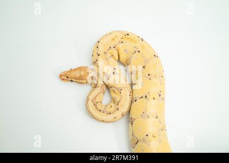 Un Banana ball Python de couleur claire s'enroule sur une surface blanche, avec ses taches jaunes et noires visibles Banque D'Images