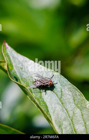 Une mouche domestique (Musca domestica) au repos sur une feuille verte dans un jardin à Surrey, dans le sud-est de l'Angleterre en été Banque D'Images