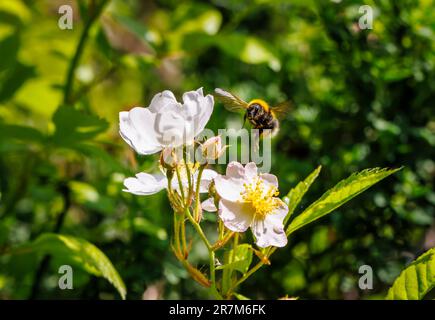 Un bourdon à queue blanche (Bombus lucorum) s'approche des étamines d'une fleur de rose grimpant à ciel ouvert en été dans un jardin à Surrey, dans le sud-est de l'Angleterre Banque D'Images
