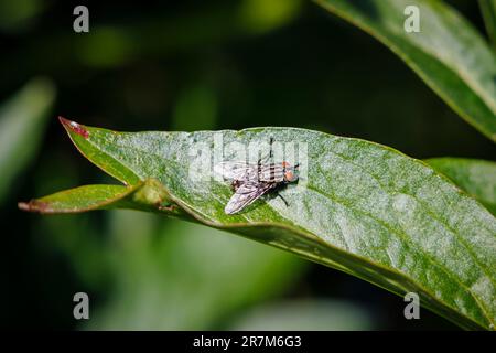 Une mouche domestique (Musca domestica) au repos sur une feuille verte dans un jardin à Surrey, dans le sud-est de l'Angleterre en été Banque D'Images