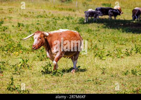 Bovins de boucherie Longhorn anglais de race rare dans un champ de Mellersh Farm sur le domaine de Loseley Park, près de Guildford, Surrey, au sud-est de l'Angleterre, au Royaume-Uni Banque D'Images