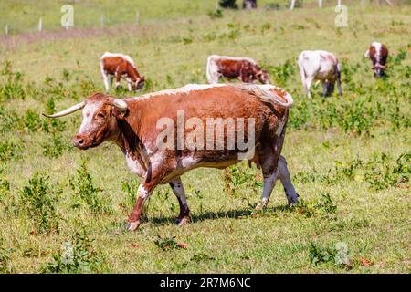 Bovins de boucherie Longhorn anglais de race rare dans un champ de Mellersh Farm sur le domaine de Loseley Park, près de Guildford, Surrey, au sud-est de l'Angleterre, au Royaume-Uni Banque D'Images