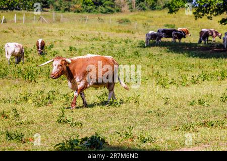 Bovins de boucherie Longhorn anglais de race rare dans un champ de Mellersh Farm sur le domaine de Loseley Park, près de Guildford, Surrey, au sud-est de l'Angleterre, au Royaume-Uni Banque D'Images