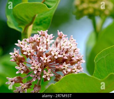 La fleur de l'asclépias syriaca Banque D'Images