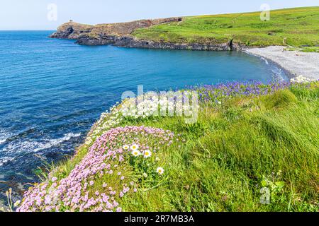 Des roses de mer (thrift), des pâquerettes et des cloches de bœuf fleurissent sur les falaises d'Abereiddy Bay, Pembrokeshire, pays de Galles, Royaume-Uni. Banque D'Images