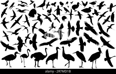 Collection d'oiseaux silhouette - vecteur Illustration de Vecteur